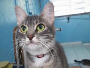 Gato raça SRD-ViraLata idade 7 a 11 meses nome Lupita