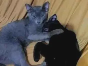 Gato raça SRD-ViraLata idade 2 a 6 meses nome amora