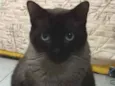 Dedé 