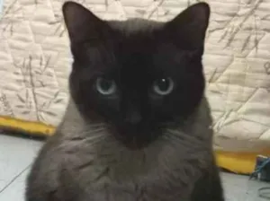 Gato raça Angorá idade 4 anos nome Dedé 