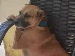 Cachorro raça SRD-ViraLata idade 6 ou mais anos nome Fred