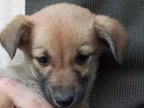 Cachorro raça SRD-ViraLata idade 2 a 6 meses nome Dama