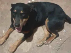 Cachorro raça Rottweiler idade 6 ou mais anos nome Hera