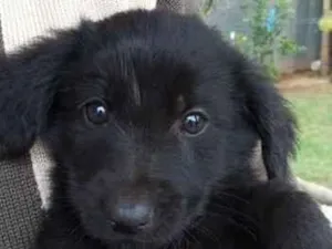 Cachorro raça SRD-ViraLata idade Abaixo de 2 meses nome Urso