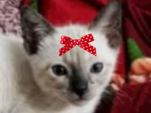Gato raça Siamês idade 2 a 6 meses nome Nina 