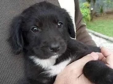 Cachorro raça SRD-ViraLata idade Abaixo de 2 meses nome Oreo