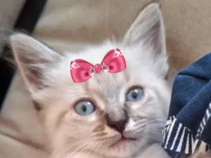 Gato raça SRD-ViraLata idade 2 a 6 meses nome Maggie 