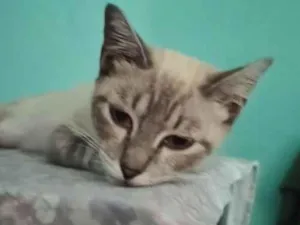 Gato raça SRD-ViraLata idade 2 anos nome Hope