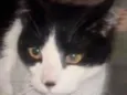 Tom 