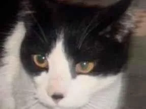 Gato raça SRD-ViraLata idade 7 a 11 meses nome Tom 