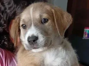 Cachorro raça SRD-ViraLata idade Abaixo de 2 meses nome Kiara