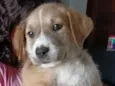 Kiara