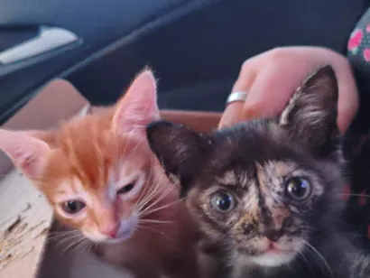 Gato raça SRD-ViraLata idade 2 a 6 meses nome Matheus e Alice