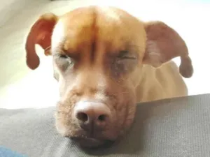 Cachorro raça SRD-ViraLata idade 2 anos nome Russo