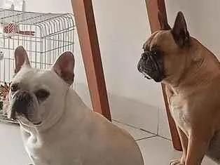 Cachorro raça Buldog Francês  idade 6 ou mais anos nome Aslan e Iron