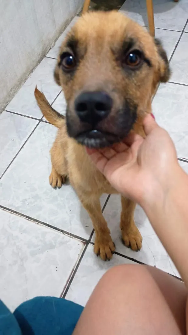 Cachorro raça SRD-ViraLata idade 2 anos nome Spuddy