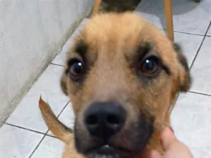 Cachorro raça SRD-ViraLata idade 2 anos nome Spuddy