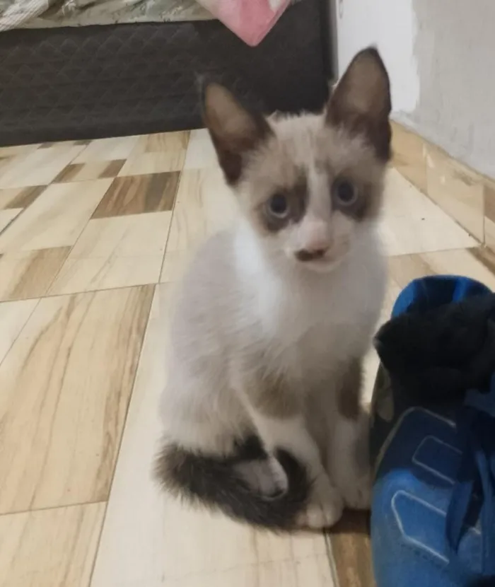 Gato raça SRD-ViraLata idade 2 a 6 meses nome Sem Nome