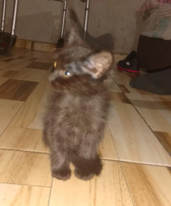 Gato raça SRD-ViraLata idade 2 a 6 meses nome sem nome