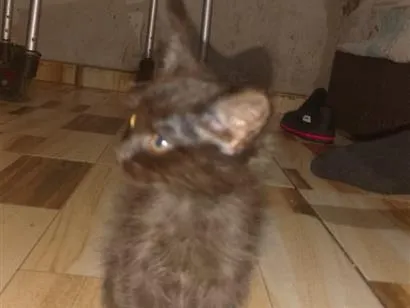 Gato raça SRD-ViraLata idade 2 a 6 meses nome sem nome