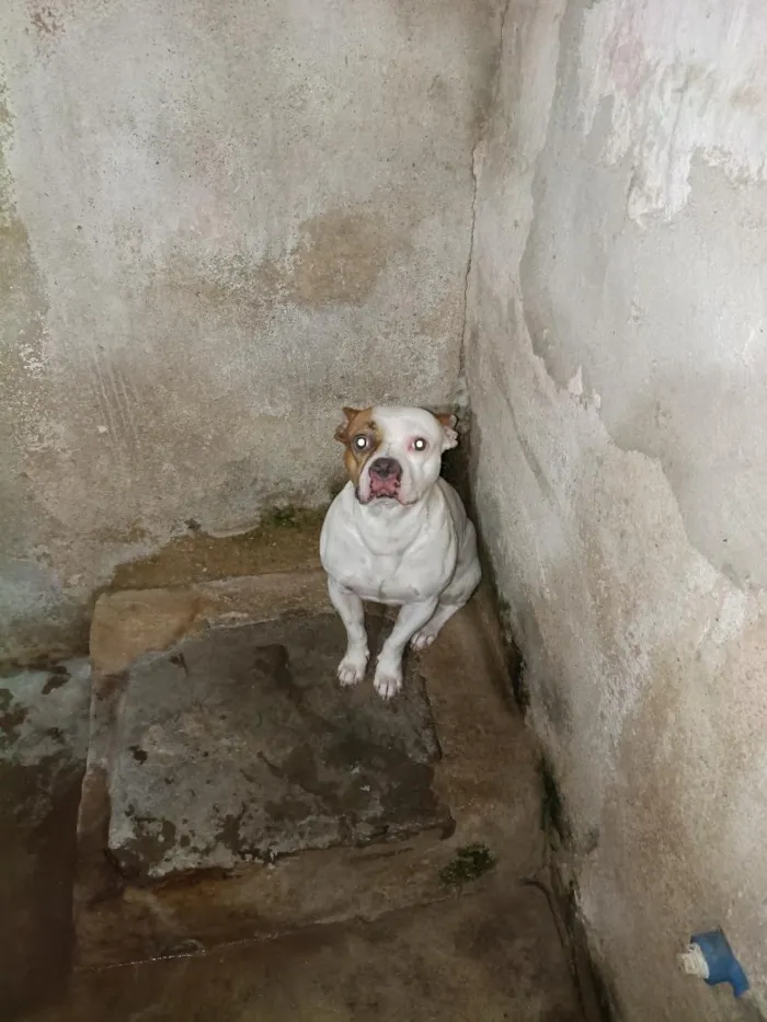 Cachorro raça Dogue Alemão idade 3 anos nome Bob