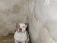 Bob
