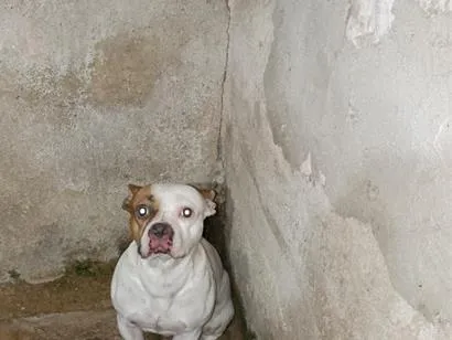 Cachorro raça Dogue Alemão idade 3 anos nome Bob