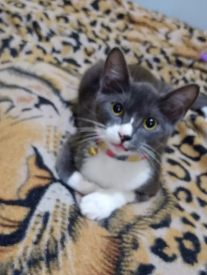 Gato raça SRD-ViraLata idade Abaixo de 2 meses nome Amora 