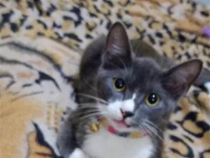 Gato raça SRD-ViraLata idade Abaixo de 2 meses nome Amora 