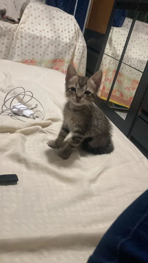 Gato raça SRD-ViraLata idade Abaixo de 2 meses nome não tem nome 