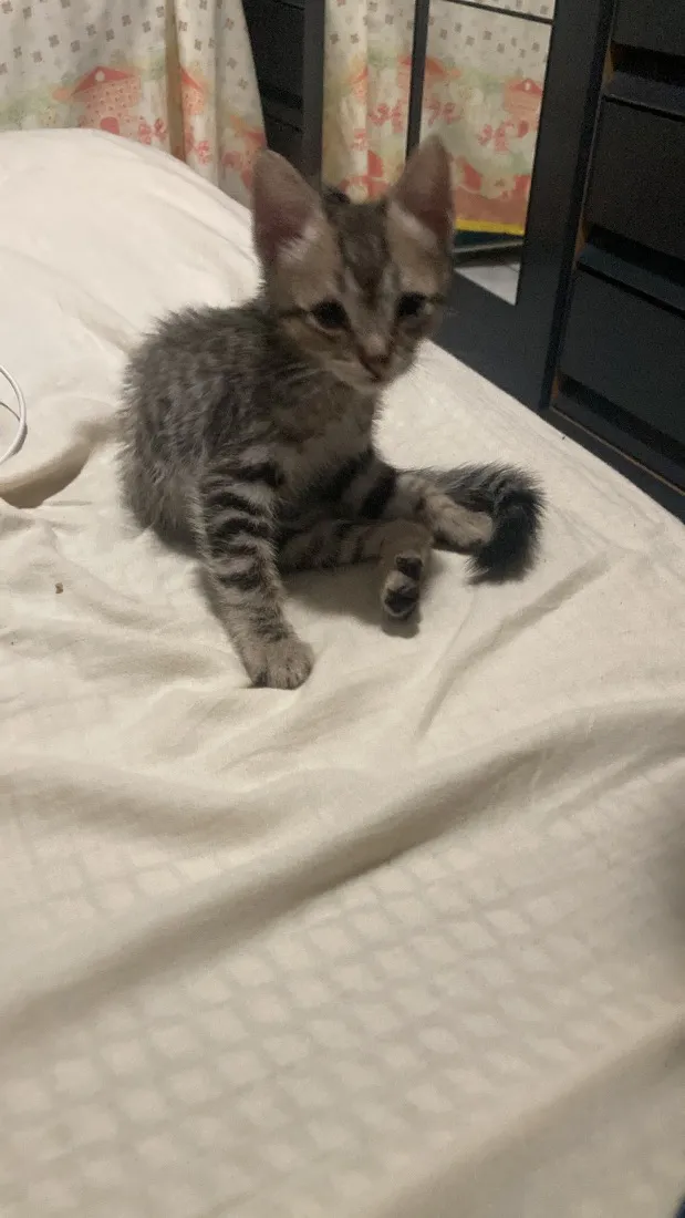 Gato raça SRD-ViraLata idade Abaixo de 2 meses nome não tem nome 