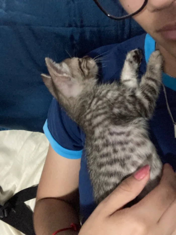 Gato raça SRD-ViraLata idade Abaixo de 2 meses nome não tem nome 