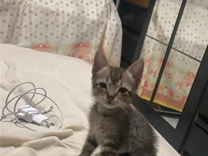Gato raça SRD-ViraLata idade Abaixo de 2 meses nome não tem nome 