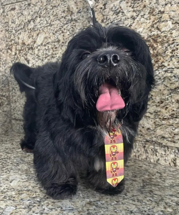 Cachorro raça Shitzu idade 1 ano nome Theo