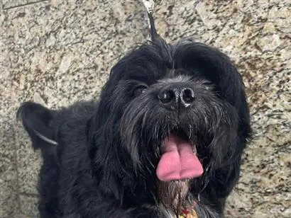Cachorro raça Shitzu idade 1 ano nome Theo