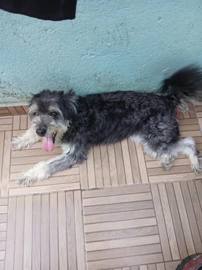 Cachorro raça SRD-ViraLata idade 5 anos nome NINA