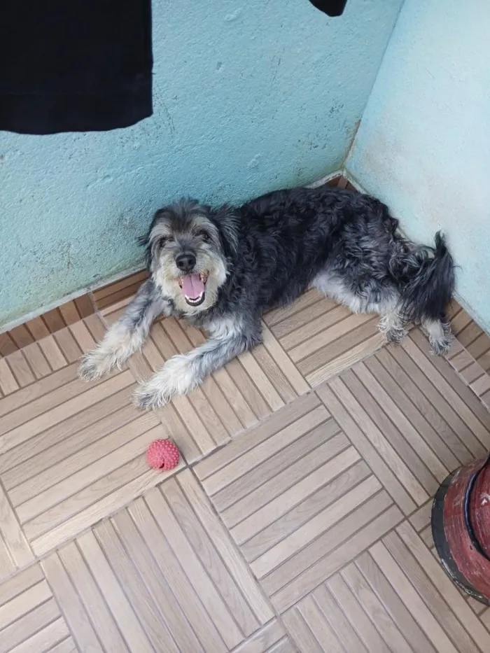 Cachorro raça SRD-ViraLata idade 5 anos nome NINA