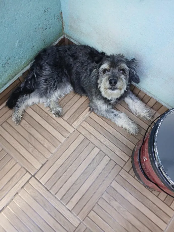 Cachorro raça SRD-ViraLata idade 5 anos nome NINA