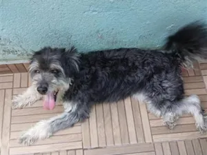 Cachorro raça SRD-ViraLata idade 5 anos nome NINA