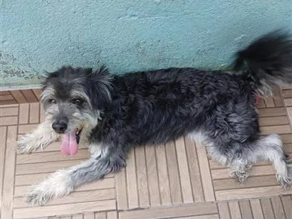 Cachorro raça SRD-ViraLata idade 5 anos nome NINA