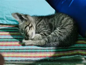 Gato raça SRD-ViraLata idade 2 a 6 meses nome sem nome 