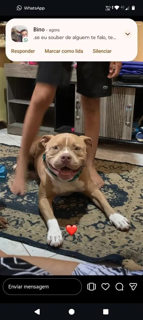 Cachorro raça Pit-Bull idade 3 anos nome Leblon 