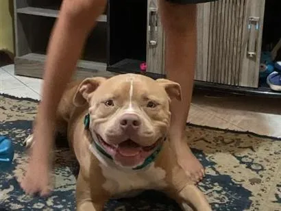 Cachorro raça Pit-Bull idade 3 anos nome Leblon 