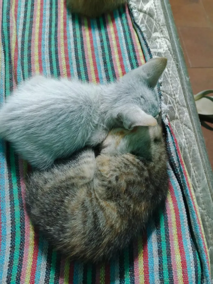 Gato raça SRD-ViraLata idade 2 a 6 meses nome sem nome 