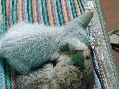 Gato raça SRD-ViraLata idade 2 a 6 meses nome sem nome 