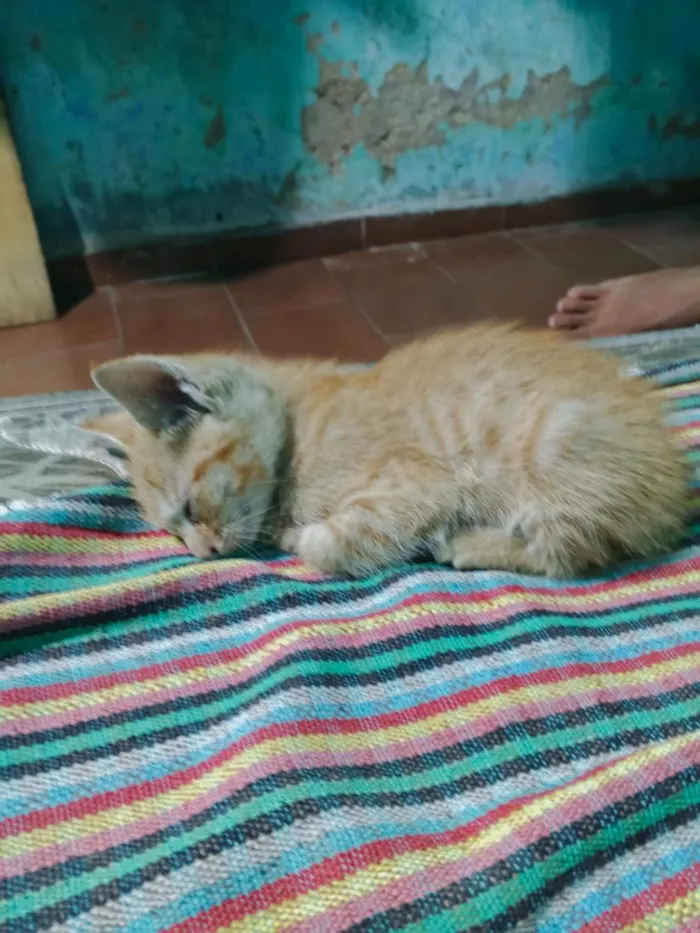 Gato raça SRD-ViraLata idade Abaixo de 2 meses nome sem nome 