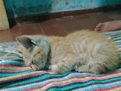 Gato raça SRD-ViraLata idade Abaixo de 2 meses nome sem nome 