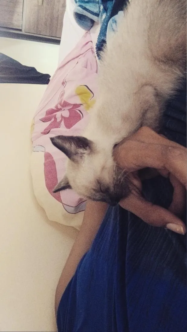 Gato raça SRD-ViraLata idade Abaixo de 2 meses nome kira