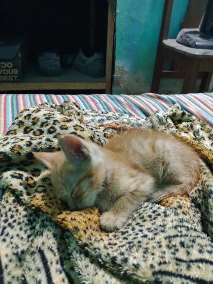 Gato raça SRD-ViraLata idade Abaixo de 2 meses nome sem 