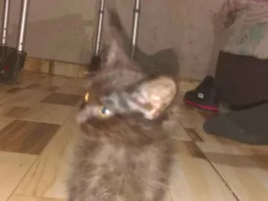 Gato raça SRD-ViraLata idade 2 a 6 meses nome sem nome
